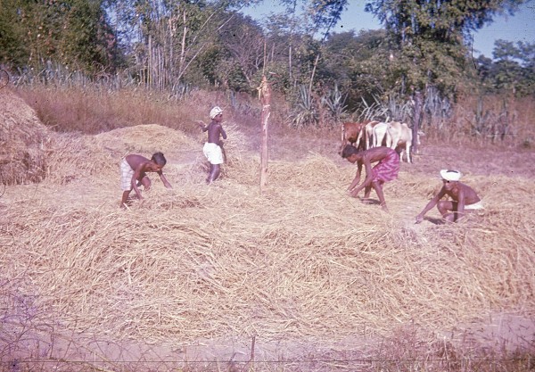 Rice threshing