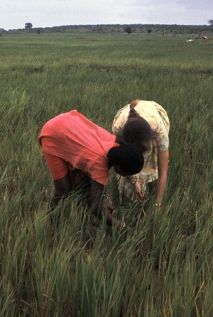 Weeding rice fields