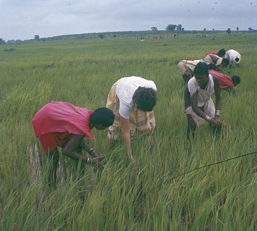 Weeding rice fields